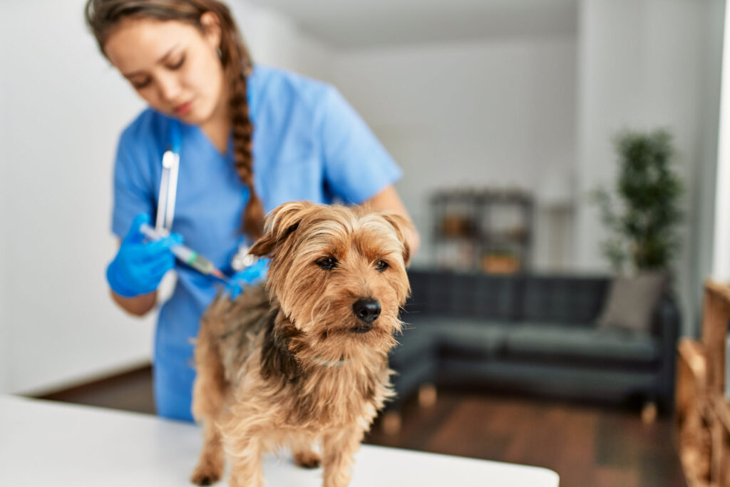 Young woman veterinarian vaccinating dog at home