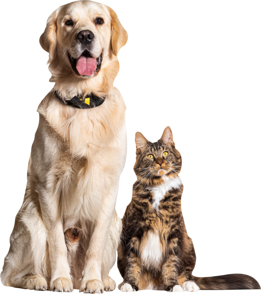 dog and cat sitting next to each other on a white background