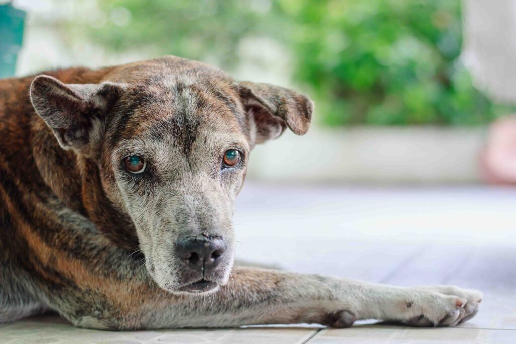 Portrait of sick dog with mydriasis symptoms or pupils to dilate that cause blindness for pet healthcare concept